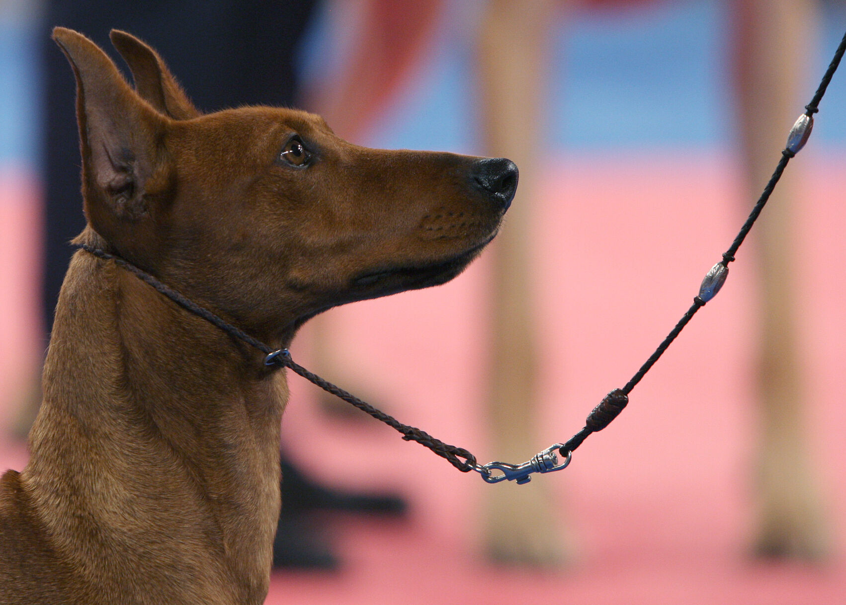 AKC Eukanuba National Championship